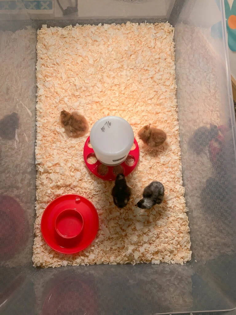 Fostering empathy through animal interactions in the classroom. 
